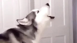 Furry Gay XXX 12